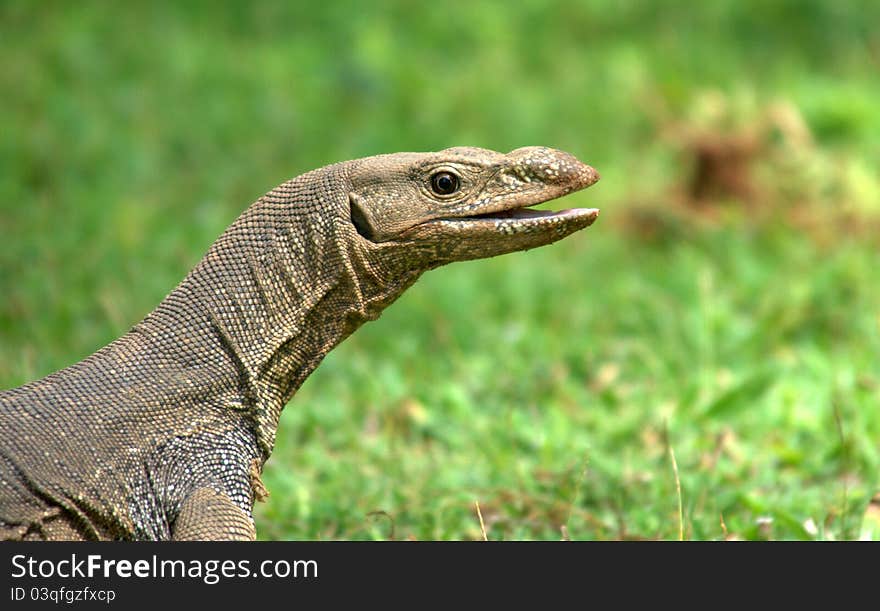 Sri Lankan Lizard, Close up. Sri Lankan Lizard, Close up