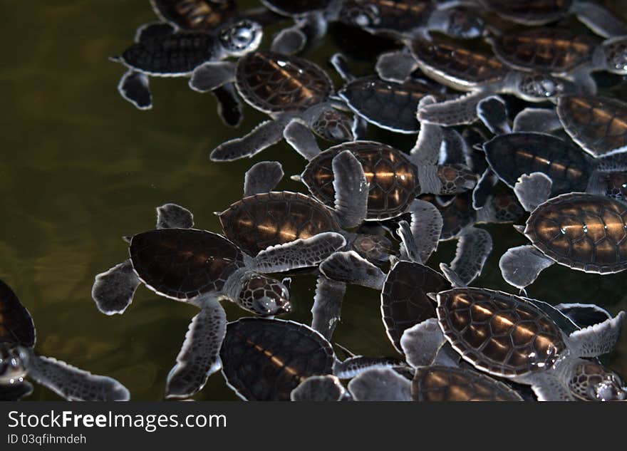 One day old Baby turtles at turtles hatchery in Sri Lanka