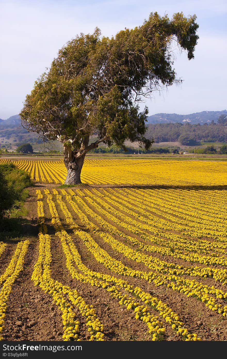 Golden Fields