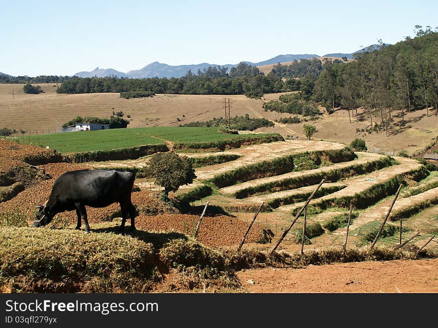 South indian countryside lanscape with buffalo and terrace cultivation. Ooty, Niligiri area,Tamilnadu, India. South indian countryside lanscape with buffalo and terrace cultivation. Ooty, Niligiri area,Tamilnadu, India