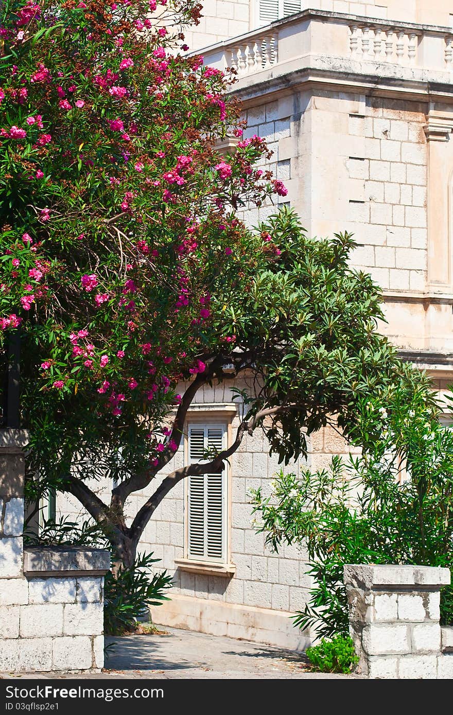 Croatia, Dubrovnik. Traditional Mediterranean street with tree and flowers. Croatia, Dubrovnik. Traditional Mediterranean street with tree and flowers.