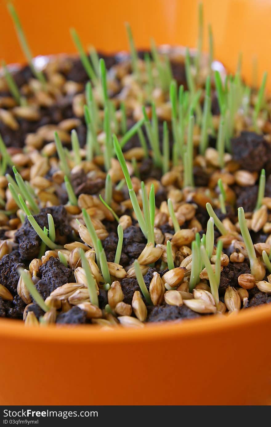 Grains germinates in the orange flowerpot. Grains germinates in the orange flowerpot