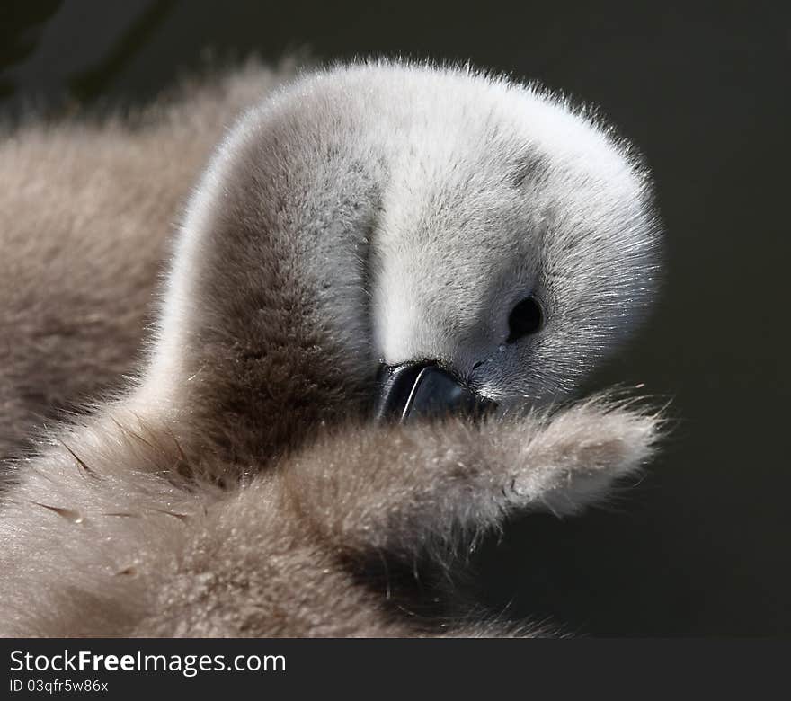 A baby signet cleans its wings. A baby signet cleans its wings