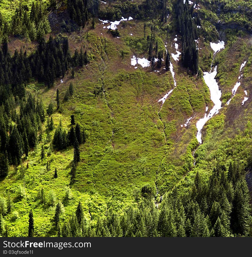 Steep fur covered valley with frozen springs. Steep fur covered valley with frozen springs.