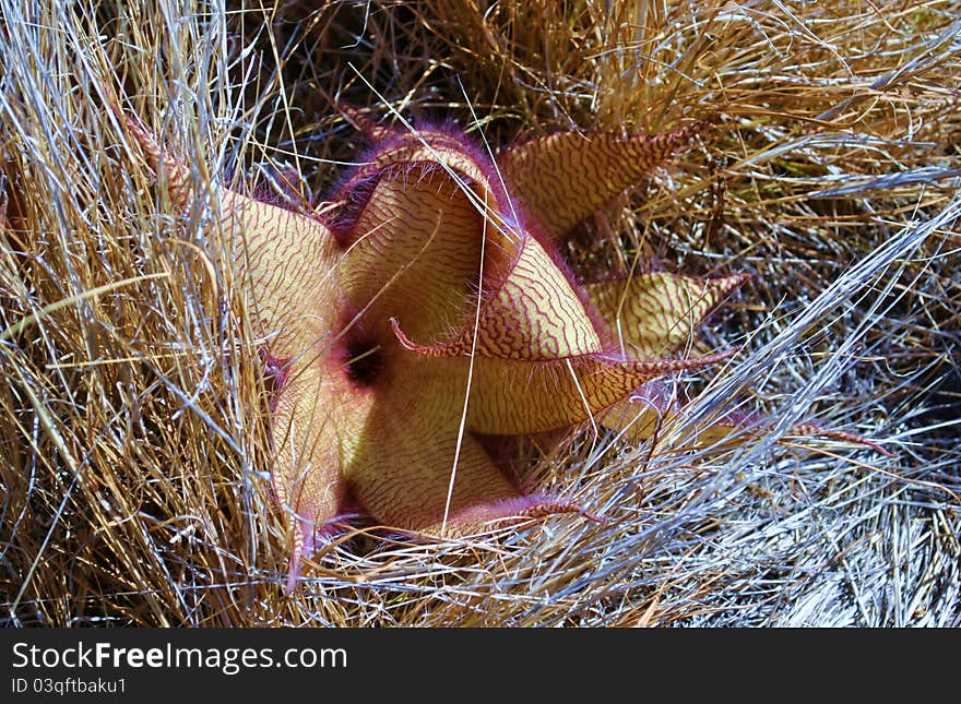 A rare Stapelia grandiflora photographed along the Makapu'u Point Lighthouse Trail on Oahu, Hawaii. A rare Stapelia grandiflora photographed along the Makapu'u Point Lighthouse Trail on Oahu, Hawaii