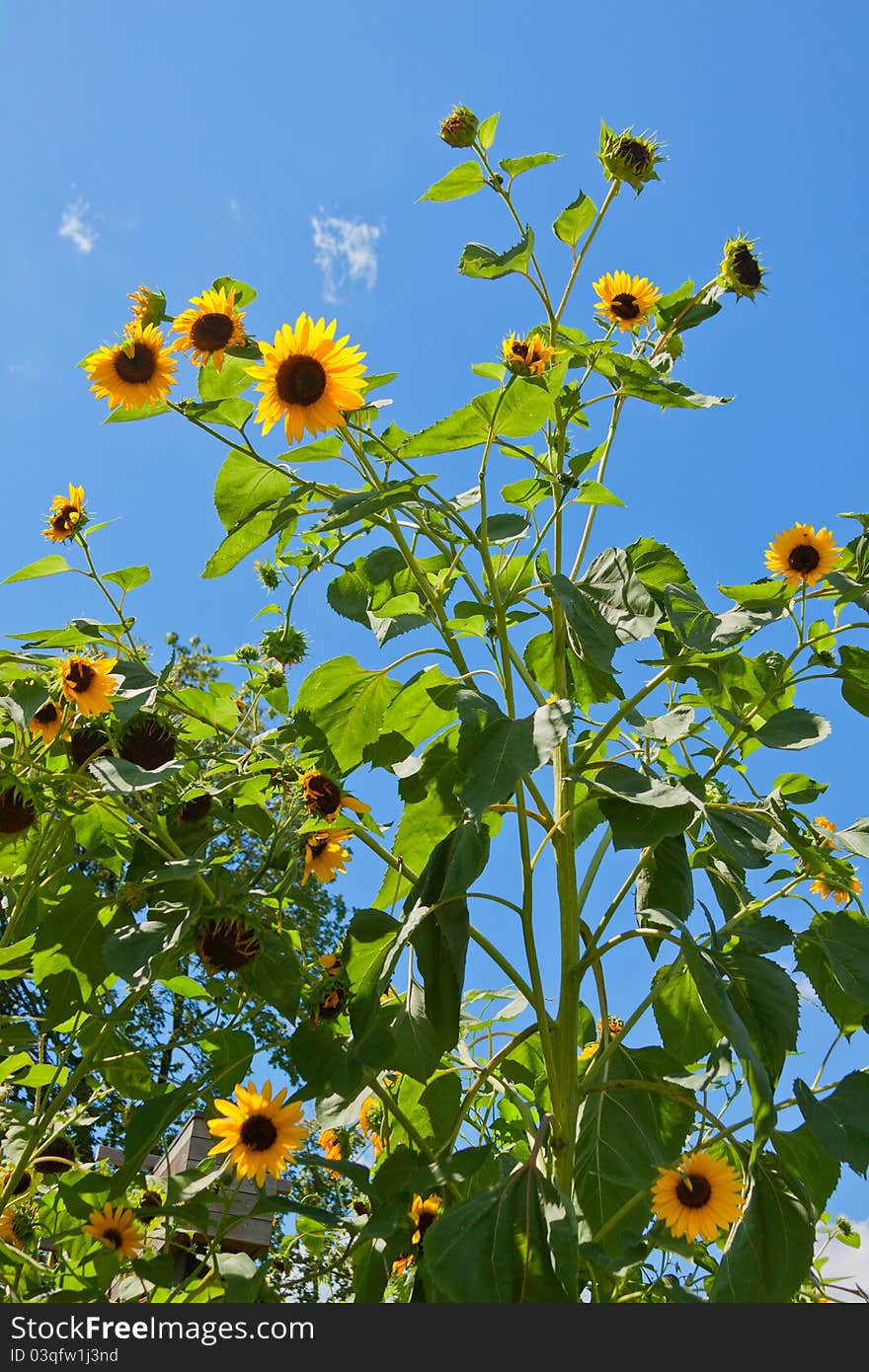 Bright sunflowers against blue sky. Bright sunflowers against blue sky.