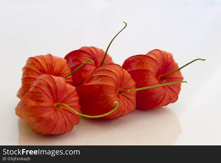 Chinese Lantern bloom resembles a miniature pumpkin