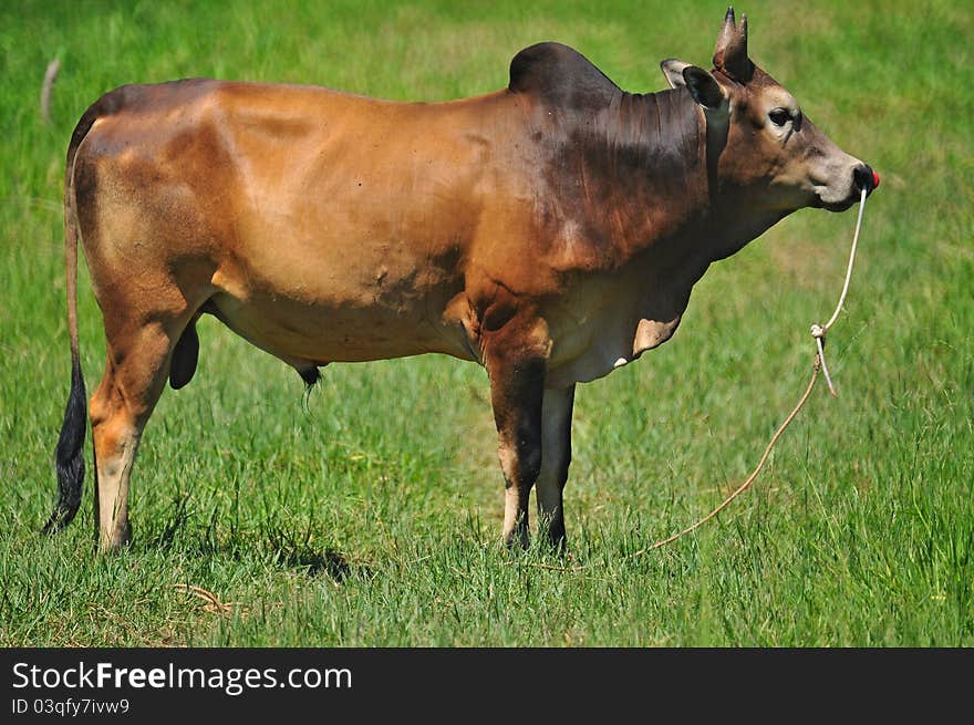 Asian Cow In Grass Field