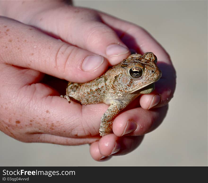 Freckled child's hands holding a small frog. Freckled child's hands holding a small frog.