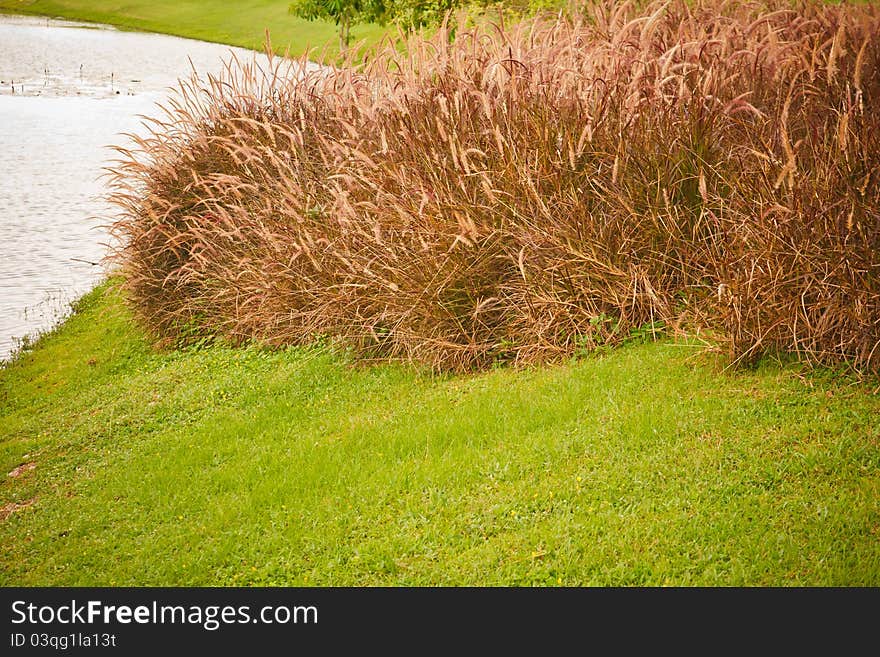 Brown grass beside the pool. Brown grass beside the pool