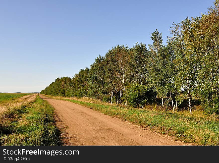 Country road, along a birchwood