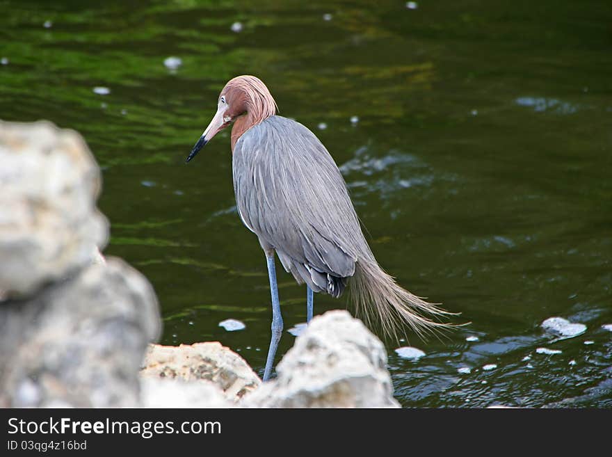 Reddish Egret Ding Darling Wildlife Refuge Sanibel Florida