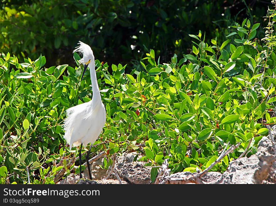 Snowy Egret Ding Darling Wildlife Refuge Florida