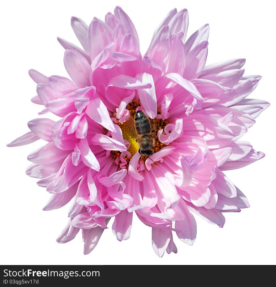 Pink aster flower with worker bee isolated on white background.