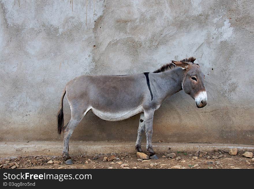 A donkey standing in front of a school wall in a Maasai village in Tanzania. A donkey standing in front of a school wall in a Maasai village in Tanzania.