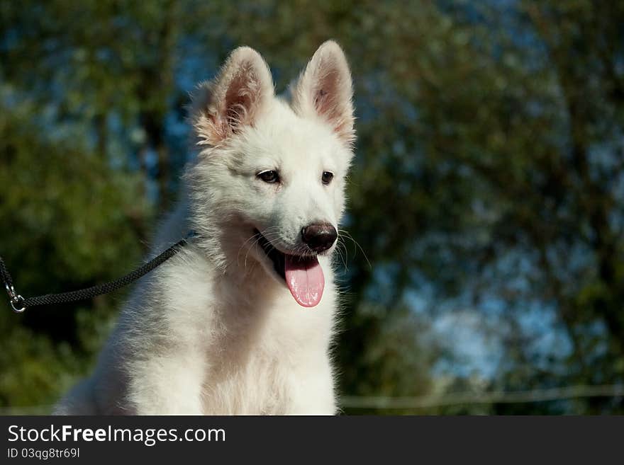 Portrait of a puppy of a white Swiss sheep-dog against the sky and trees. Portrait of a puppy of a white Swiss sheep-dog against the sky and trees