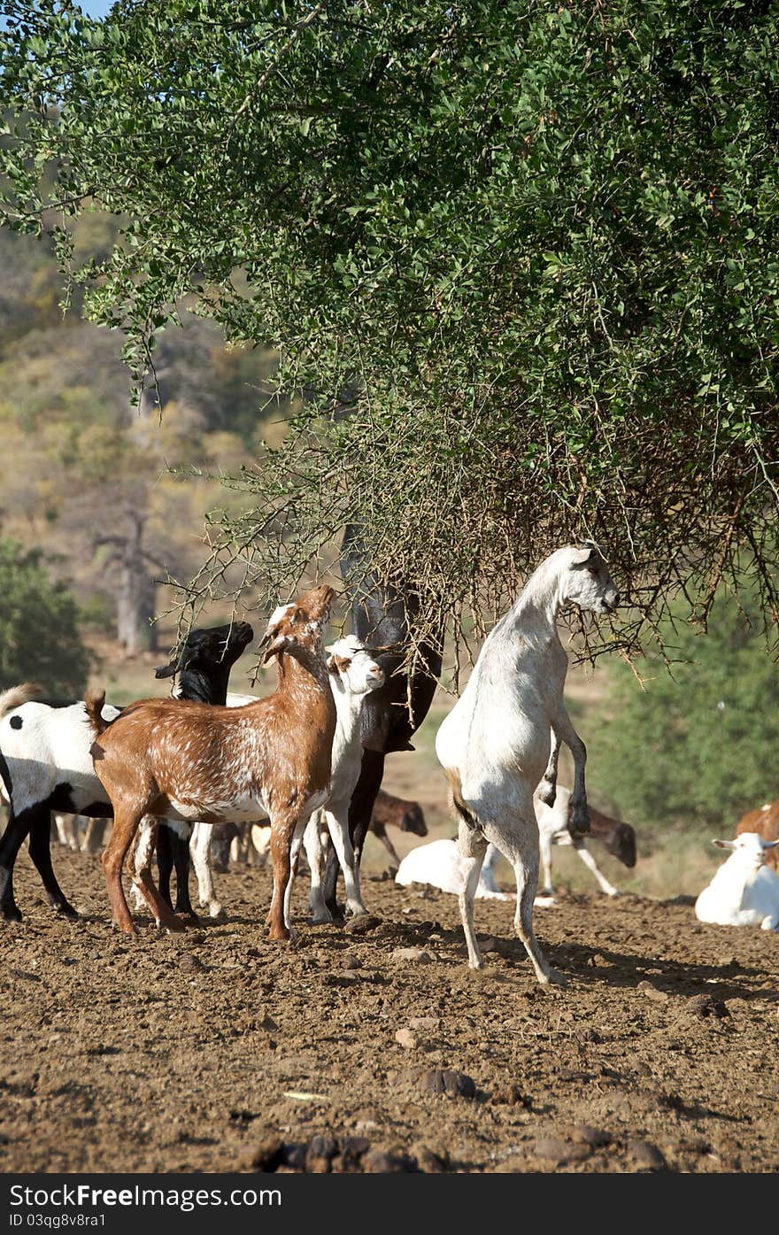 A herd of goats eating low hanging leaves from a tree inside a Maasai village in Tanzania. A herd of goats eating low hanging leaves from a tree inside a Maasai village in Tanzania.