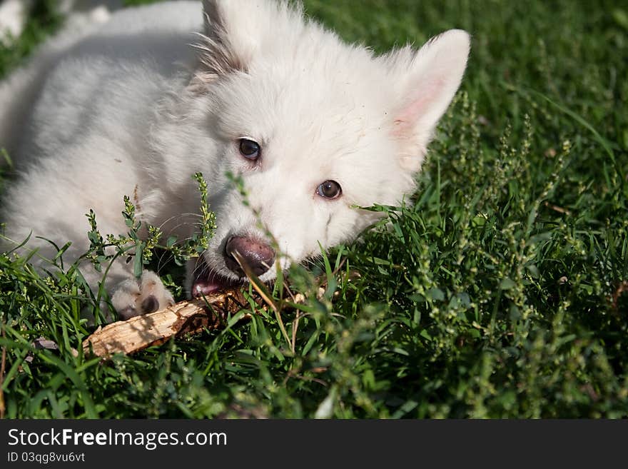 The puppy of a white Swiss sheep-dog plays with a tree piece. The puppy of a white Swiss sheep-dog plays with a tree piece