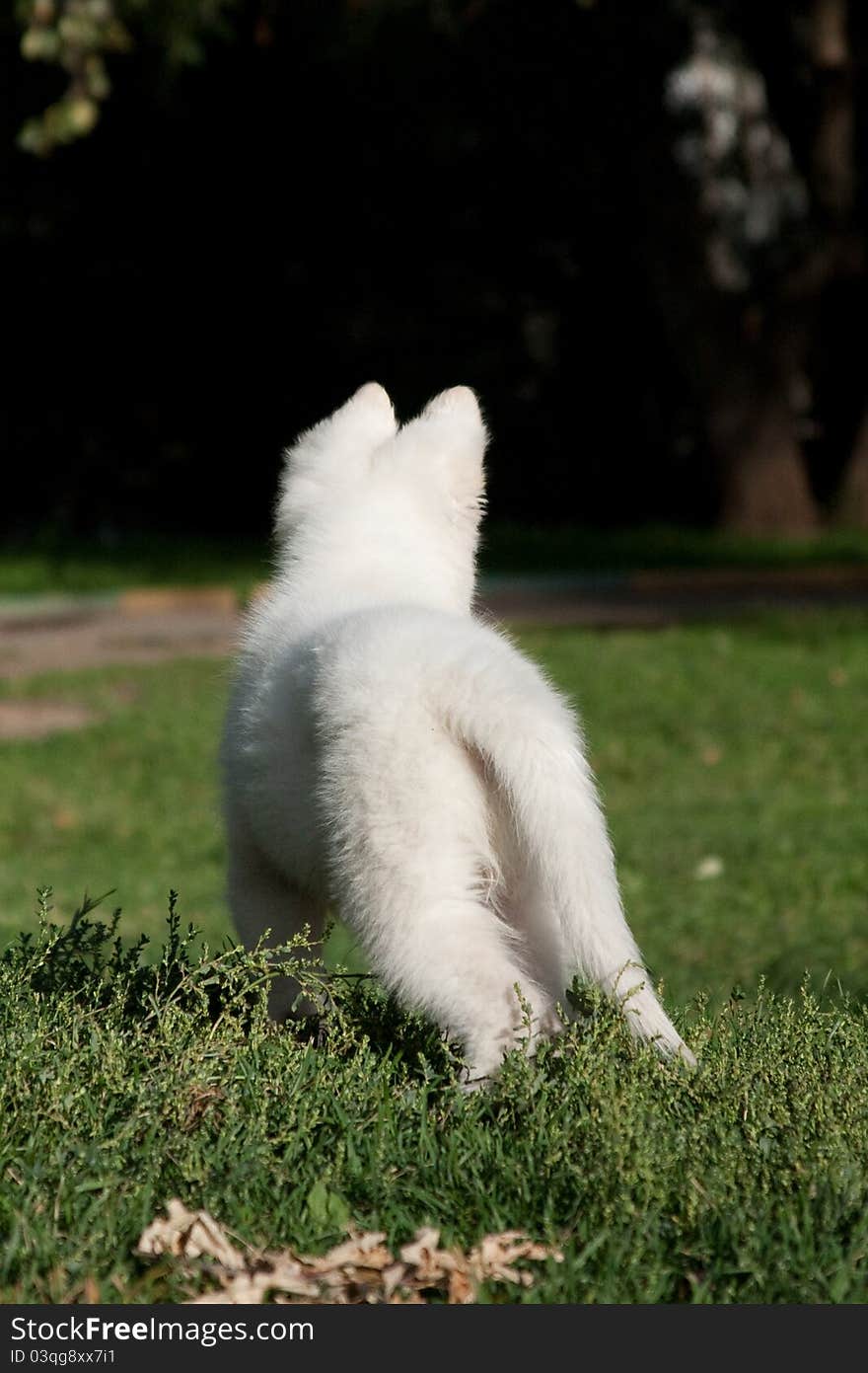 White Swiss sheep-dog_4