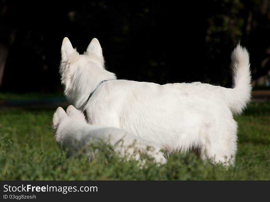 The dog and puppy of breed a white Swiss sheep-dog stand and look afar. The dog and puppy of breed a white Swiss sheep-dog stand and look afar