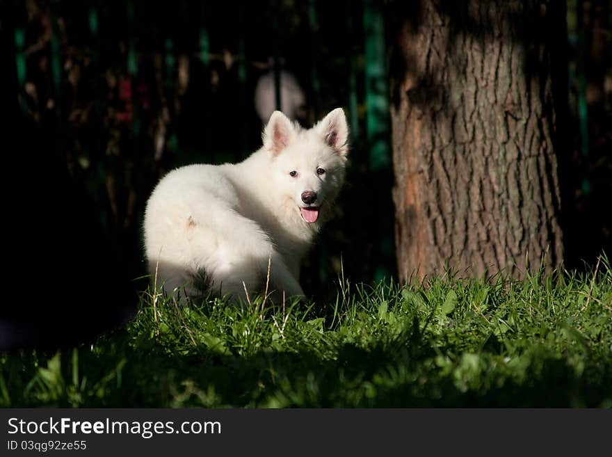 The puppy of a white Swiss sheep-dog costs, looking back, near a tree. The puppy of a white Swiss sheep-dog costs, looking back, near a tree
