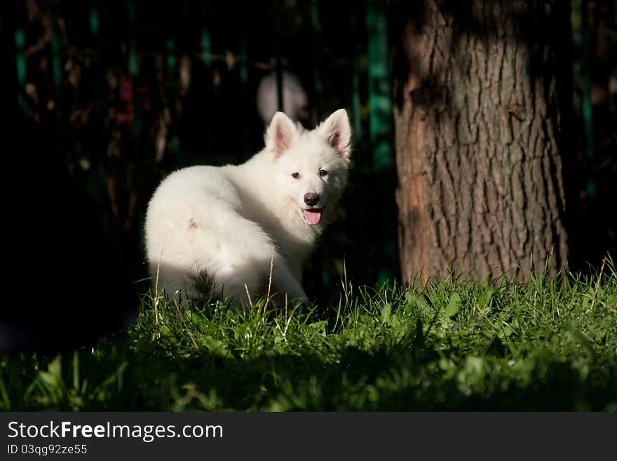 White Swiss sheep-dog_16