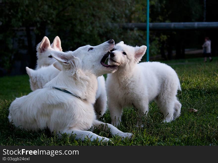 White Swiss sheep-dog_7