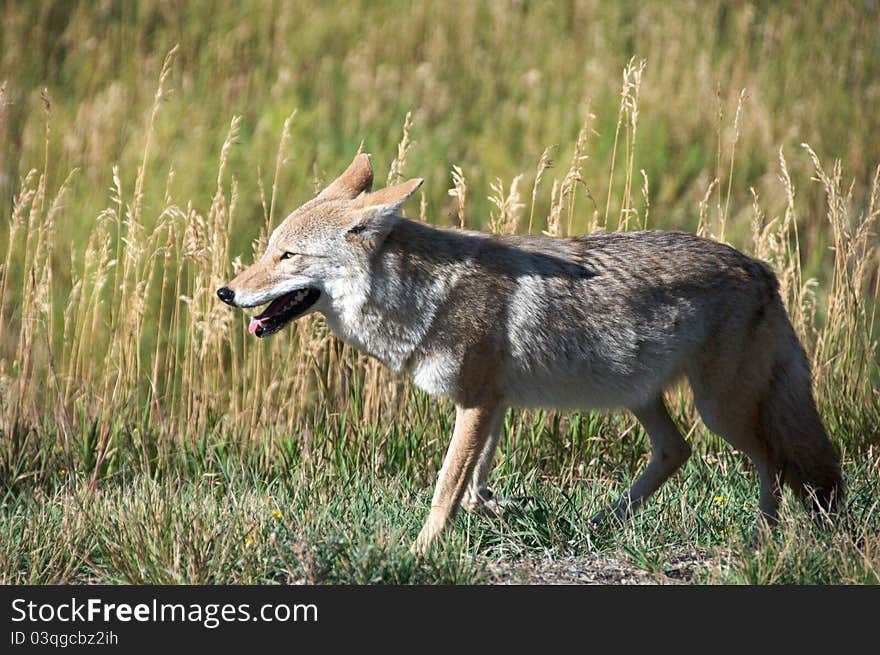 A wild fox wandering in Yellowstone National Park