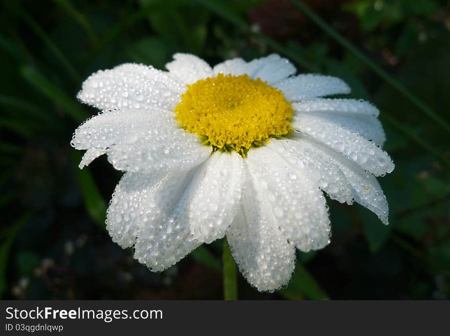 White daisy