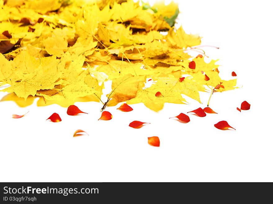 Autumn maple leaves isolated on a white. Autumn maple leaves isolated on a white.