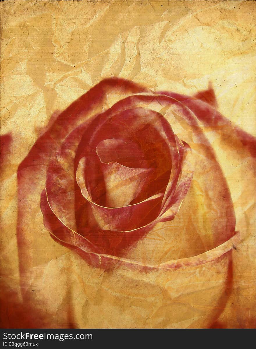 Textured rose on old paper grunge background