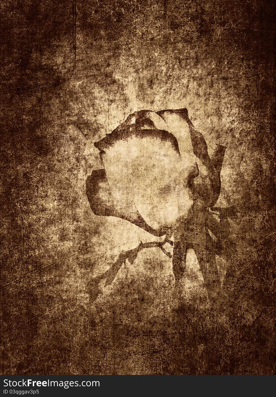 Textured rose on old paper grunge background