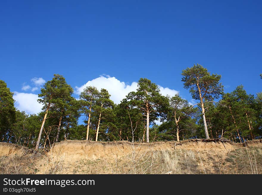 Tall pines on a steep slope