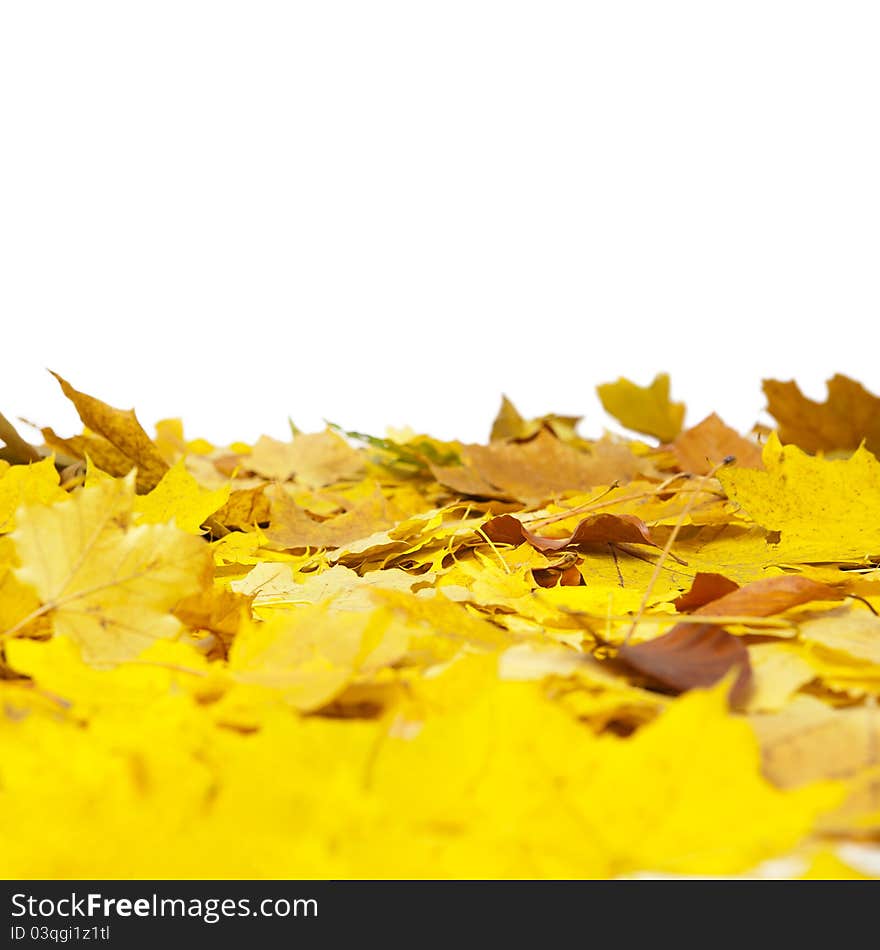 Autumn maple leaves isolated on a white. Autumn maple leaves isolated on a white.