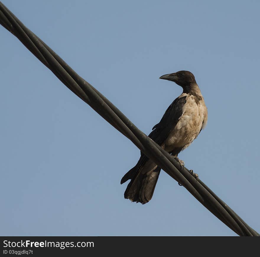 Hooded Crow (Corvus cornix) on a rib