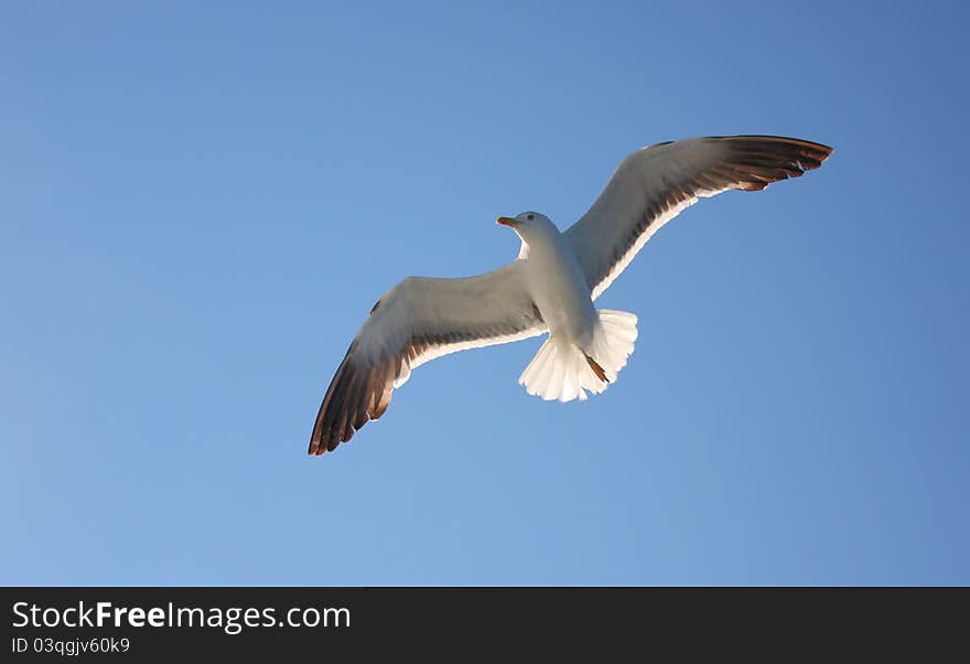 Seagull flying in blue clear sky. Seagull flying in blue clear sky