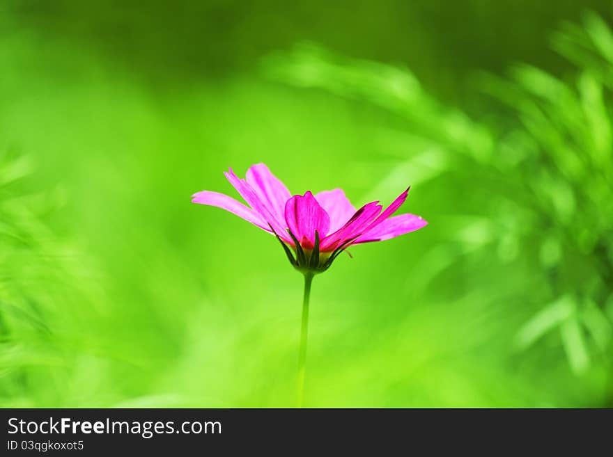 A pink cosmos close up shot.