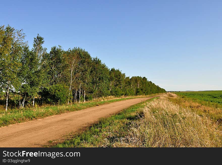 Country road, along a birchwood