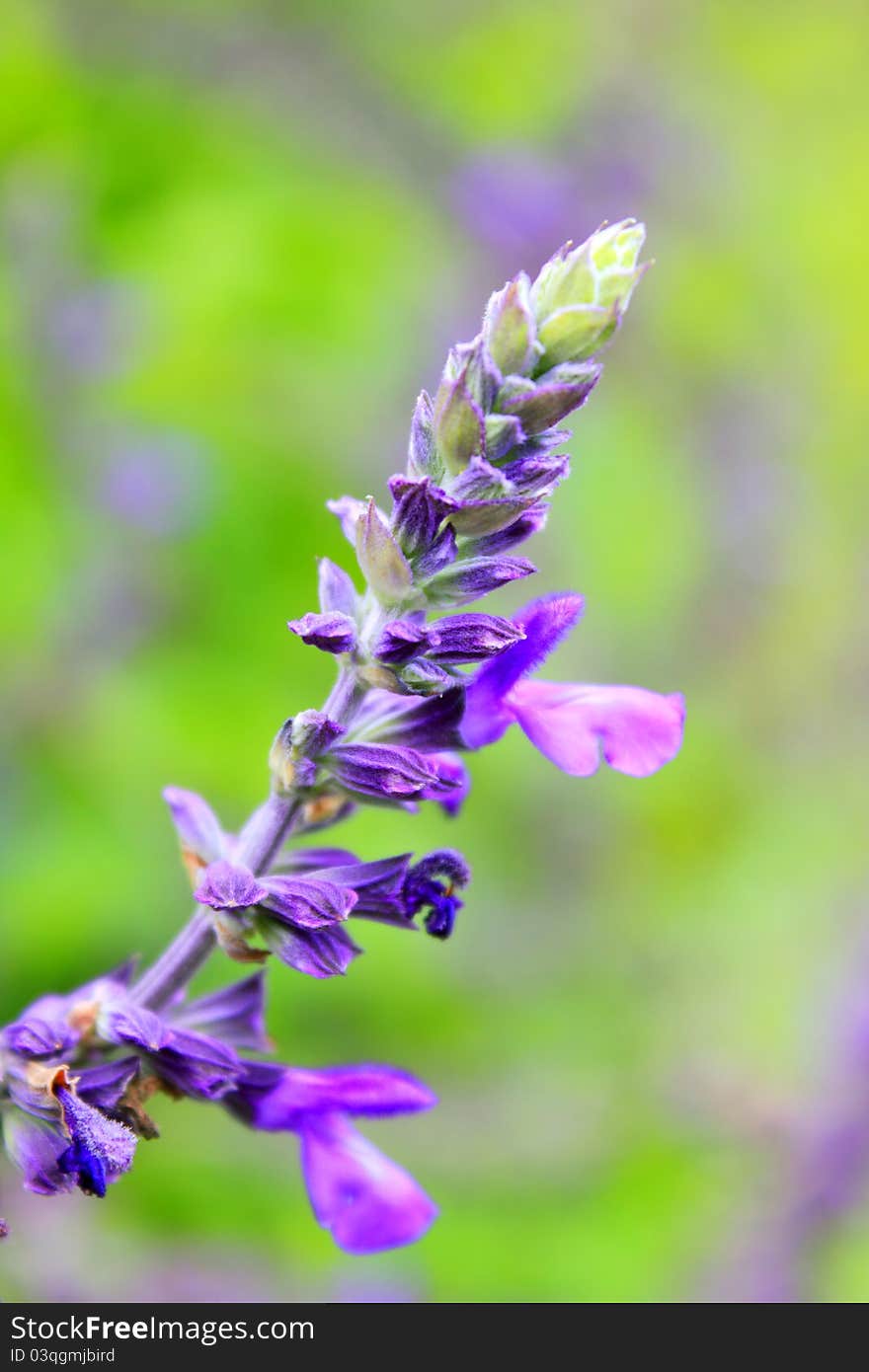 A lavender flower, close up shot.