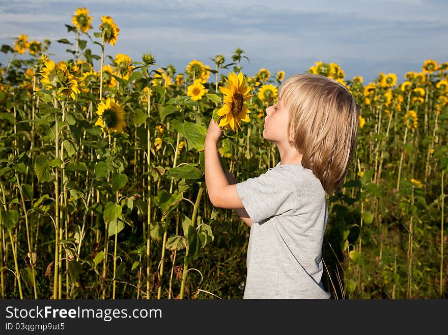 A small boy smelling sunflower, in a field of sunflowers