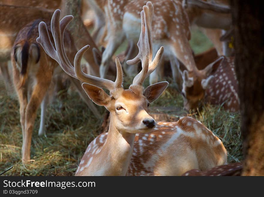 Fawn free inside a forest