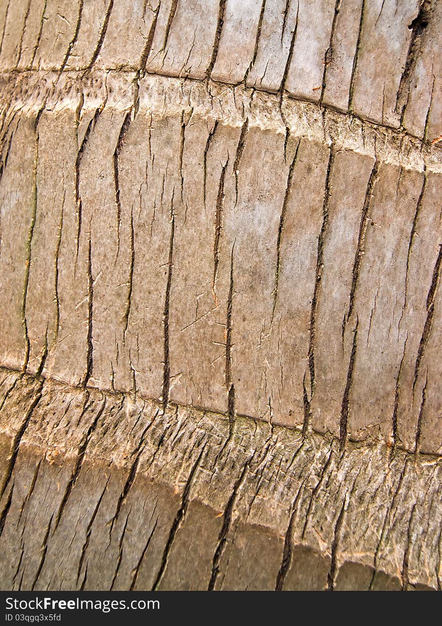 Surface of the tree made a furniture