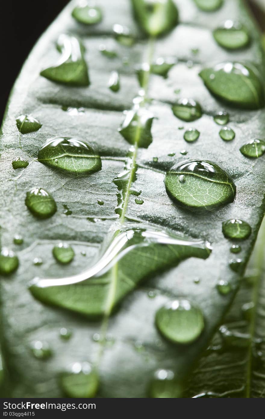 Water drops on the leaf. Water drops on the leaf