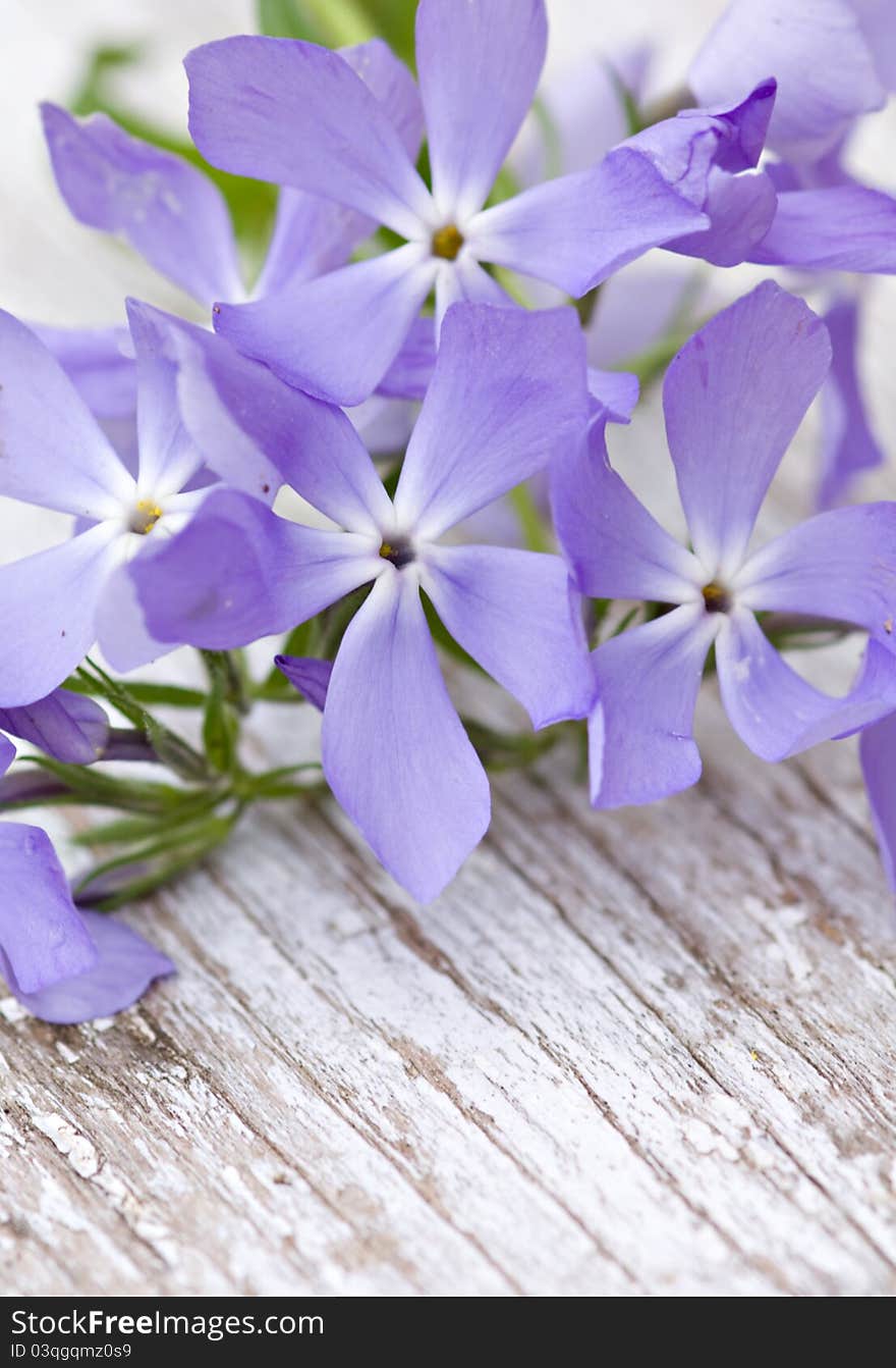 Beautiful blue flowers on wooden background. Natural light. Beautiful blue flowers on wooden background. Natural light