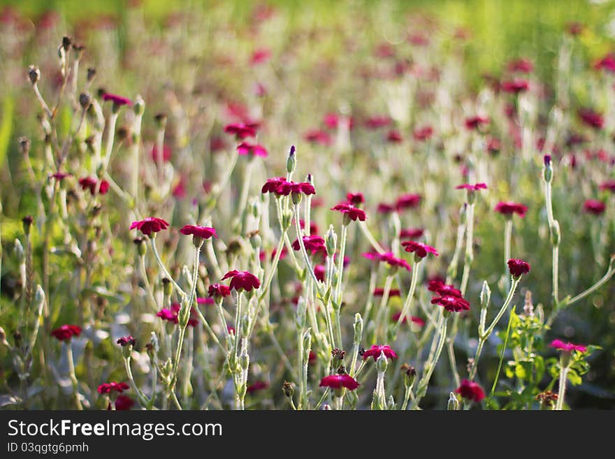 Dianthus