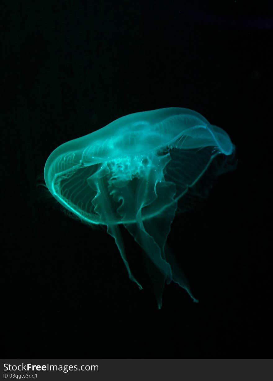 (Aurelia Sp) Jellyfish or Medusozoa are free-swimming members of the phylum Cnidaria, found in every ocean, from the surface to the deep sea. Some Asian countries have consider as delicacies.