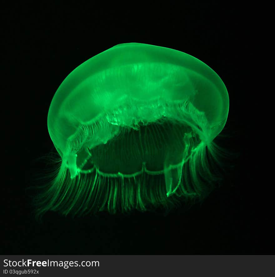 Jellyfish