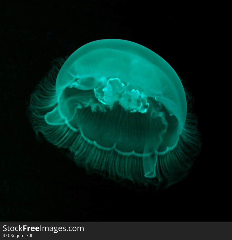 Jellyfish