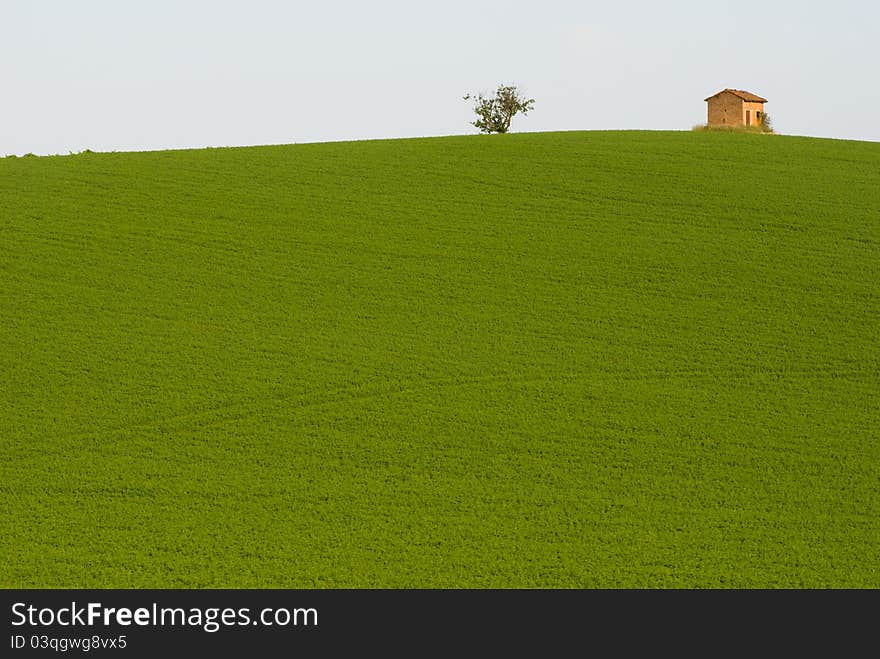 Green field