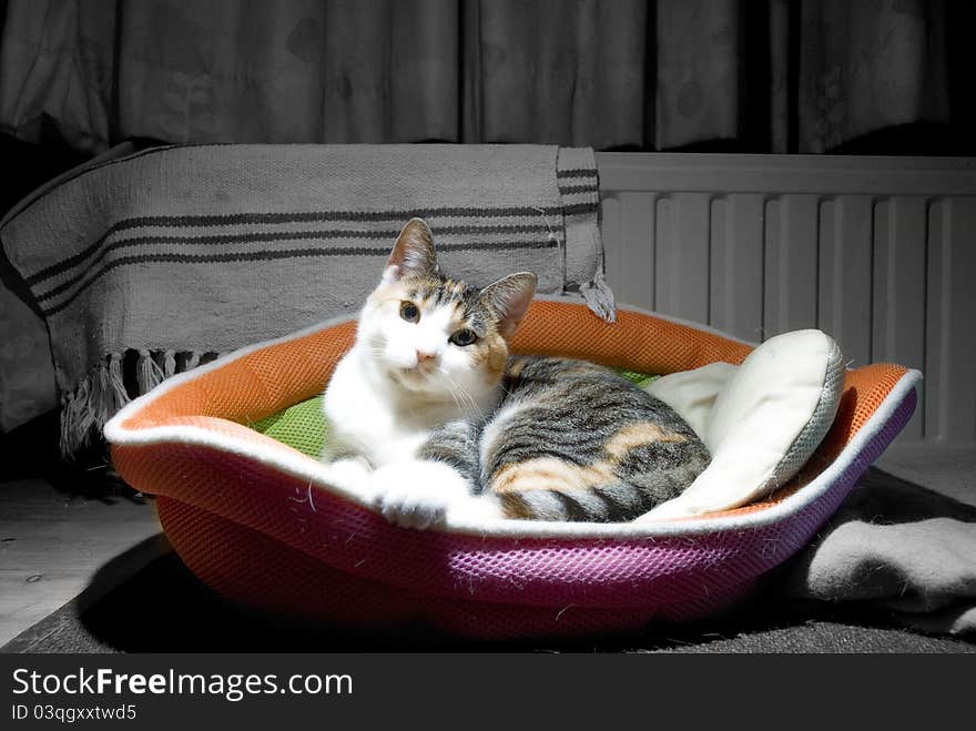 A cute house cat resting in its basket looking directly into the camera. A cute house cat resting in its basket looking directly into the camera.